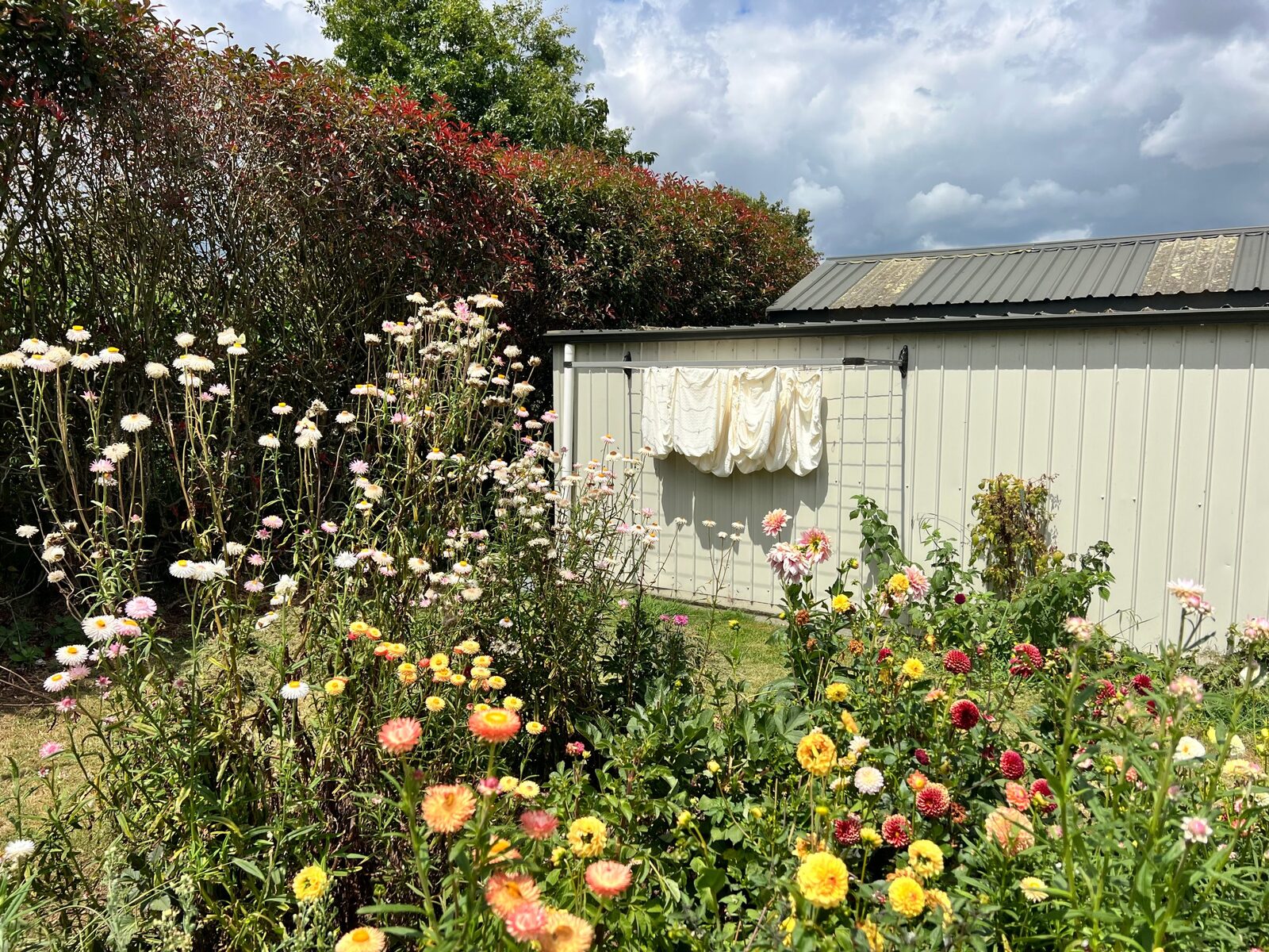 White couch covers drying on a washing line surrounded by flowers